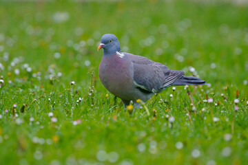 Wood pigeon on the grass.