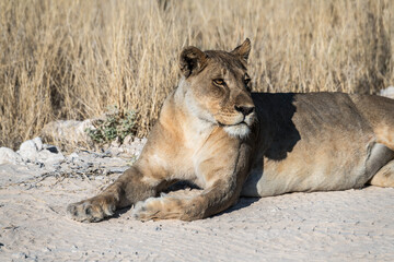 Fototapeta premium Safari im Etosha Nationalpark