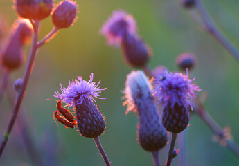 Mating soldier beetles on flowers