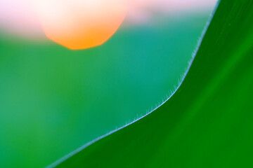 abstract background with green leaf