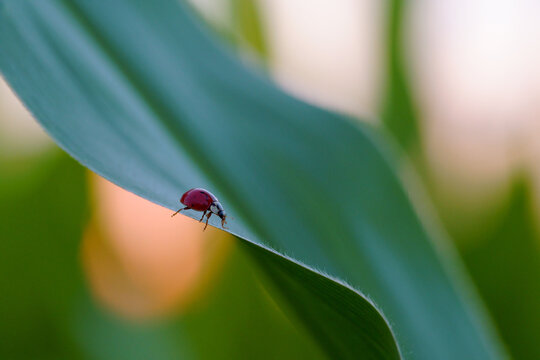 ladybug on green leaf