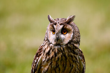 Long-eared owl Asio otus, close-up.