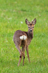 Roe deer with antlers just started to grow. © Josef