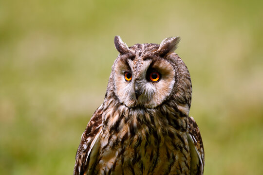 Long-eared owl Asio otus, close-up.