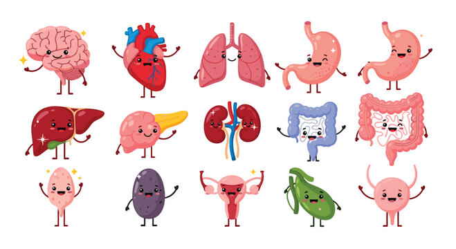 Cute cartoon illustration of human internal organs with smiling faces, representing health and anatomy in a playful style.