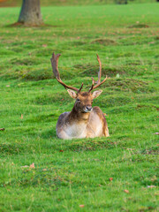 Fallow Deer Buck Laying Down