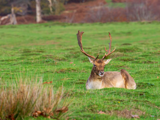 Fallow Deer Buck Laying Down