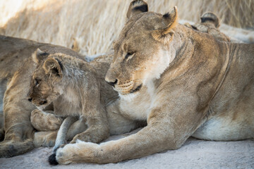 Safari im Etosha Nationalpark