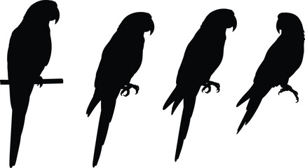 Four black silhouette parrots perched on a white background bird