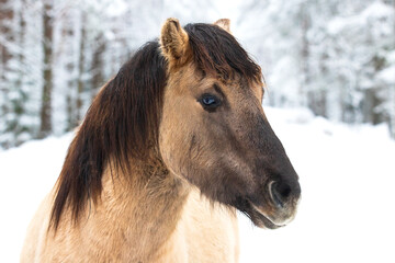 In a serene snowy setting, a stunning horse stands calmly, embodying the spirit of winter and the excitement of the upcoming New Year. A perfect blend of nature and celebration