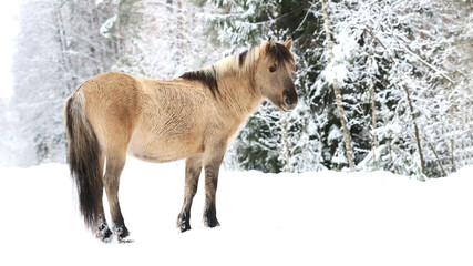 A beautiful horse stands in deep snow, surrounded by evergreen trees. The winter scene captures the joy of the Christmas season in 2026, creating a festive atmosphere