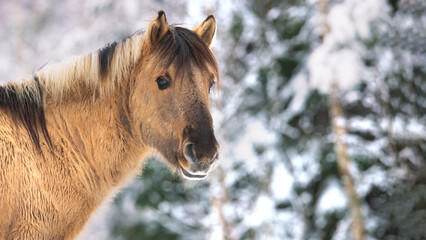 A horse stands calmly in a snowy landscape, surrounded by frosty trees. The scene captures the essence of winter joy and holiday spirit in the year 2026, evoking feelings of peace and celebration