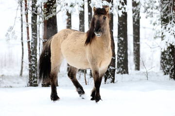 In a winter wonderland, a horse wanders playfully through fresh snow surrounded by tall trees. This serene scene captures the essence of Christmas celebrations in 2026