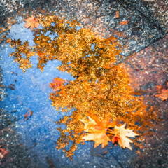 Fall in the city; autumn leaves. 