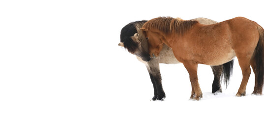 Two horses share a gentle moment in a snowy landscape, embodying a peaceful and joyful atmosphere during the Christmas season of 2026