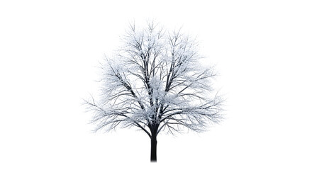Winter tree with frosted branches isolated on transparent background