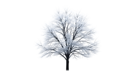 Winter tree with frosted branches isolated on transparent background