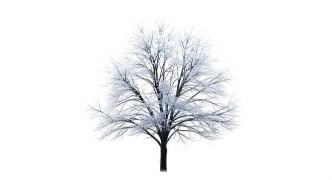 Winter tree with frosted branches isolated on transparent background - Powered by Adobe