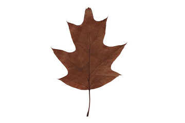 autumn leaf texture isolated png leaves