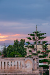 coniferous tree against the backdrop of a sunset in an old city