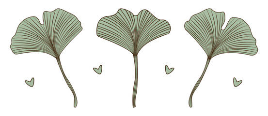 Ginkgo biloba leaves color set, vector green foliage with brown contour