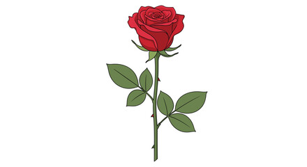 A single red rose with green leaves and thorns on a white background; a classic symbol of love.