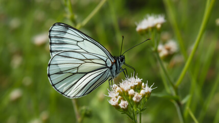 Fototapeta premium A macro photograph of a Black Veined White butterfly perched on a small white flower cluster