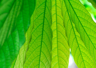 green leaves as nature background