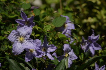 Clematis Blue Angel flowers on bokeh green leaves background ,blooming blue climbing plant. 