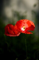 Poppy flowers closeup on bokeh green background, red poppies in bloom, selective focus, closeup.
