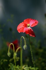 Poppy flowers closeup on bokeh green background, red poppies in bloom, selective focus, closeup.