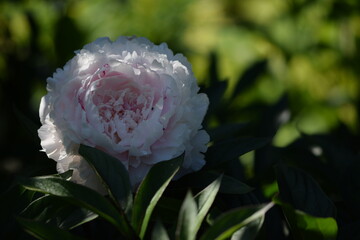 Paeonia lactiflora 'Sarah Bernhardt' flowers, pink peony  blooming, beauty in summer garden, on dark green bokeh background, selective focus, closeup, copy space.