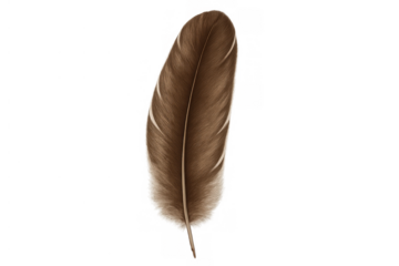 Brown bird feather gently falling, showcasing softness and lightness. Isolated element with transparent background