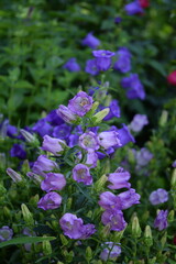 Canterbury bells, Campanulla medium flowers in garden, purle flowers closeup on bokeh garden background, selective focus.
