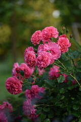 Rose bush blooming pink in summer bokeh garden. Pink roses flowers on bokeh garden background, roses background with space for text.