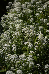 Lobularia maritima, sweet alyssum , sweet Alison blooming plants in garden, banker plants in garden, organic gardening.