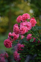 Obraz premium Rose bush blooming pink in summer bokeh garden. Pink roses flowers on bokeh garden background, roses background with space for text.