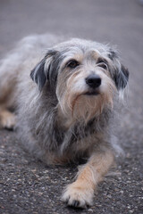 Ein zotteliger Mischlingshund liegt auf Asphalt und blickt aufmerksam nach Vorne, Nahaufnahme, natürliche Umgebung.