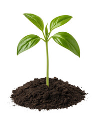 Green sprout growing from dark soil isolated on a transparent background