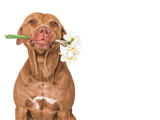 Cute dog and a bouquet of yellow daffodils. Close-up, indoors. Studio shot, isolated background. Congratulations for family, relatives, loved ones, friends and colleagues. Pets care concept