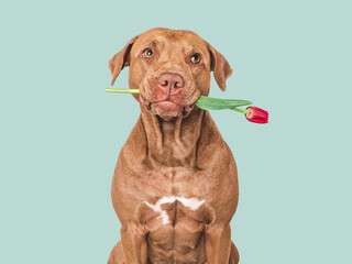 Cute dog and red tulip. Close-up, indoors. Studio shot, isolated background. Congratulations for family, relatives, loved ones, friends and colleagues. Pets care concept