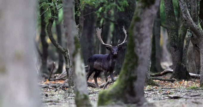 4k video of the wild european fallow deer, Dama dama, roaring during autumn rut at the edge of forest meadow. Photographed in natural light and wild natural forest.