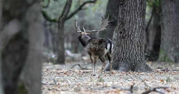 4k video of the wild european fallow deer, Dama dama, roaring during autumn rut at the edge of forest meadow. Photographed in natural light and wild natural forest.