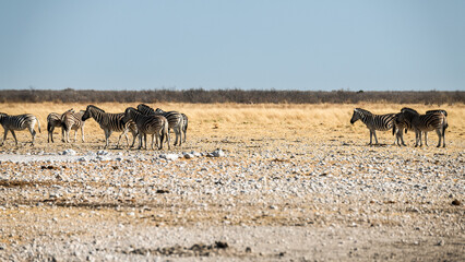 Safari im Etosha Nationalpark