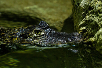 Crocodile looks out of the water near a rocky shore