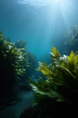 Fototapeta premium Sunlight filtering through underwater kelp forest in clear ocean waters