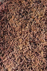 sedum spathulifolium