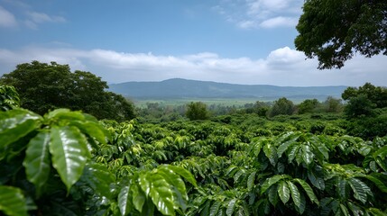Lush coffee plantation under a vast blue sky with distant mountains