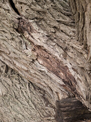 Mulberry bark with diagonal scar and layered plates along the trunk, closeup.