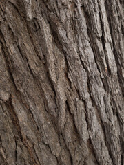 Detailed mulberry bark closeup showing thick plates and narrow fissures.